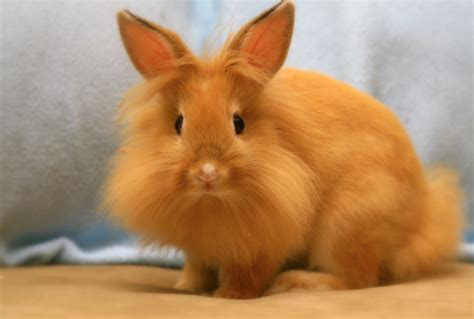 lionhead rabbit weight